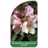 rhododendron-williamsianum-jackwill-1