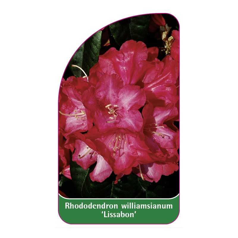 rhododendron-williamsianum-lissabon-1