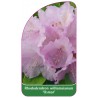 rhododendron-williamsianum-osmar-1