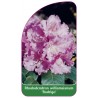 rhododendron-williamsianum-rodrigo-1