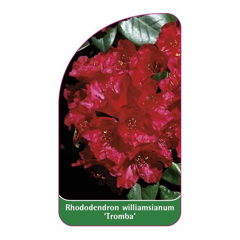 rhododendron-williamsianum-tromba-1