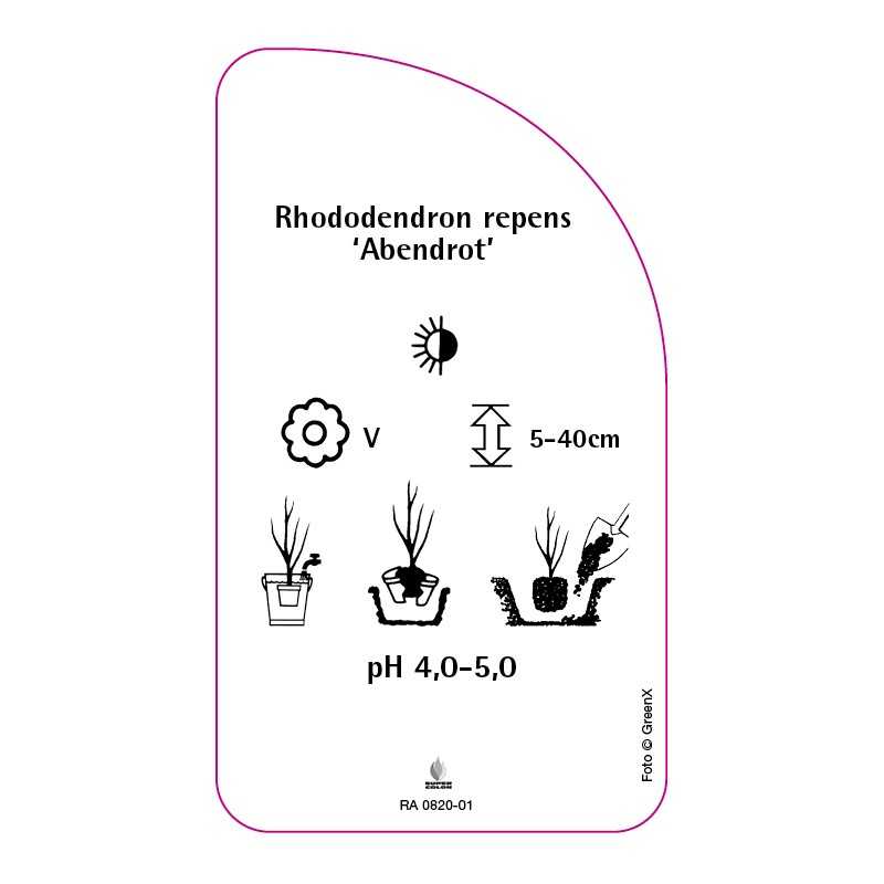 rhododendron-repens-abendrot-standard0