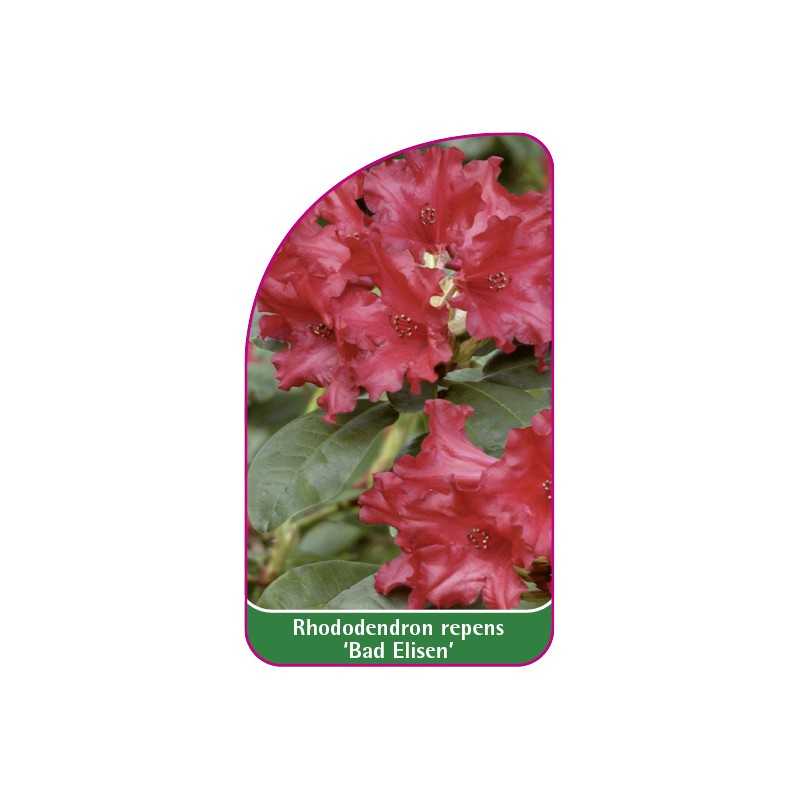 rhododendron-repens-bad-elisen-1