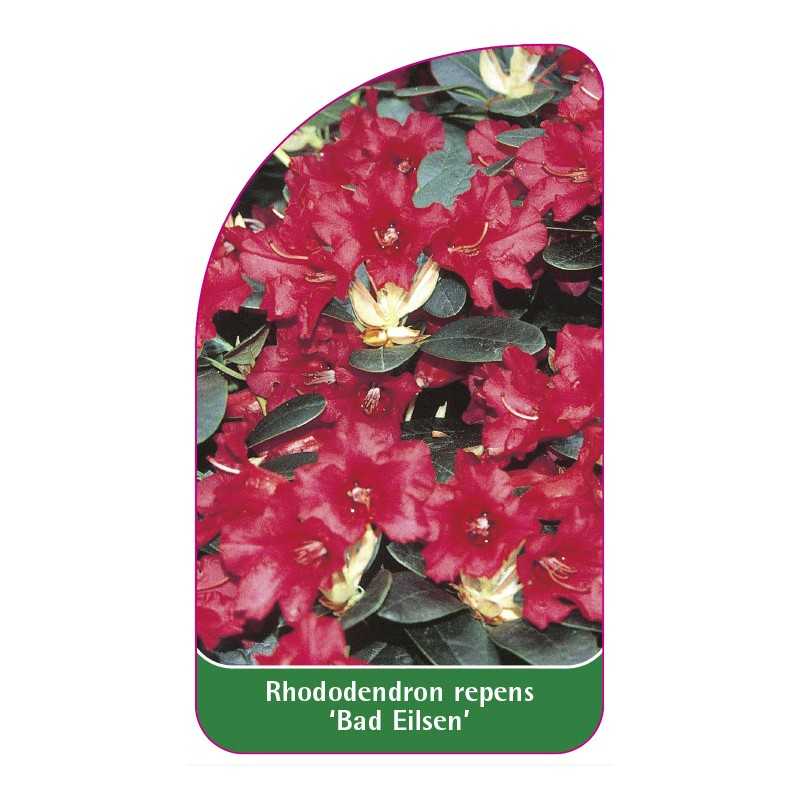 rhododendron-repens-baden-baden-standard1