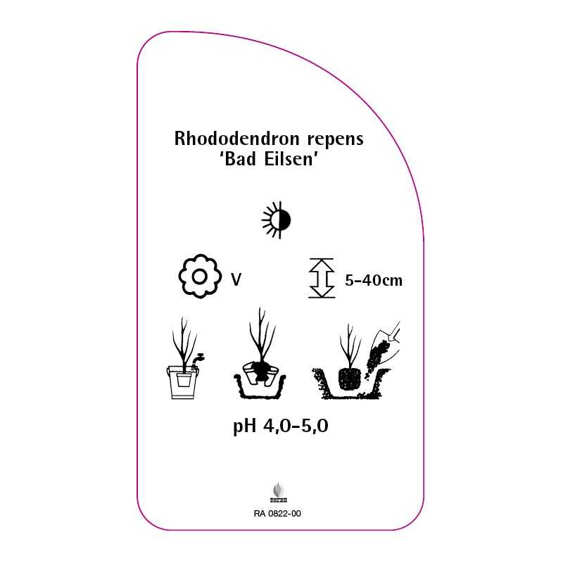 rhododendron-repens-baden-baden-standard0