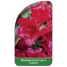 rhododendron-repens-carmen-1