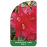 rhododendron-repens-elvira-1