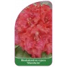 rhododendron-repens-mannheim-1