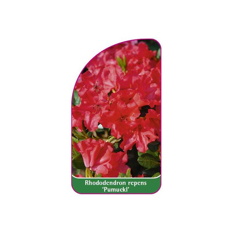 rhododendron-repens-pumuckl-b1