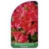 rhododendron-repens-pumuckl-b1