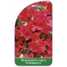 rhododendron-repens-rotkappchen-standard1