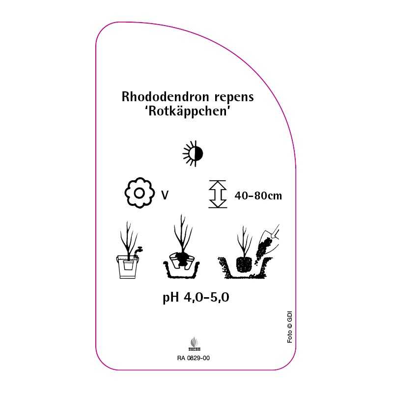 rhododendron-repens-rotkappchen-standard0