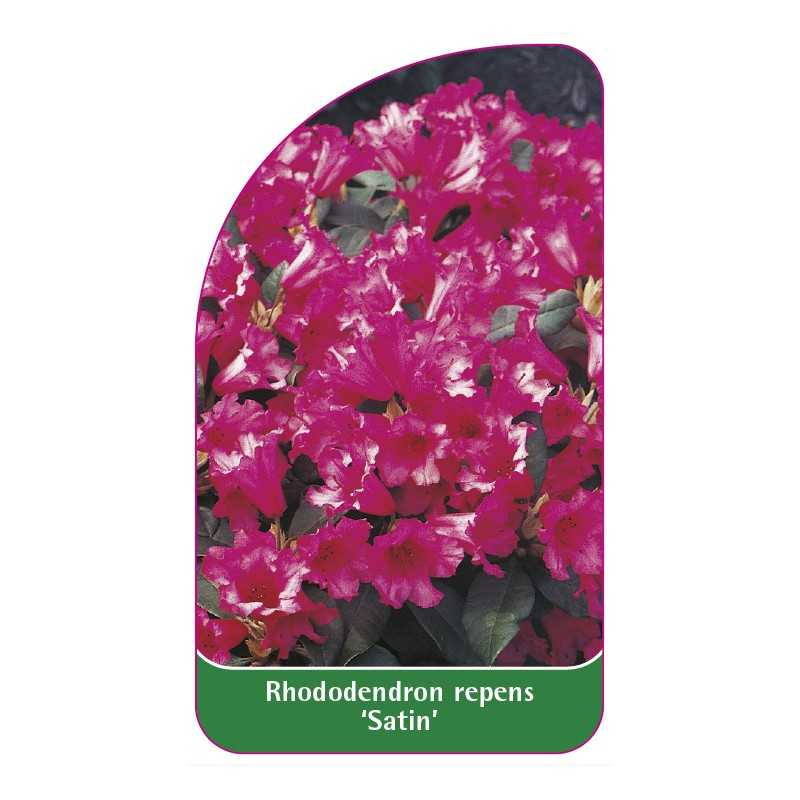 rhododendron-repens-satin-1