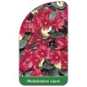 rhododendron-repens-standard1