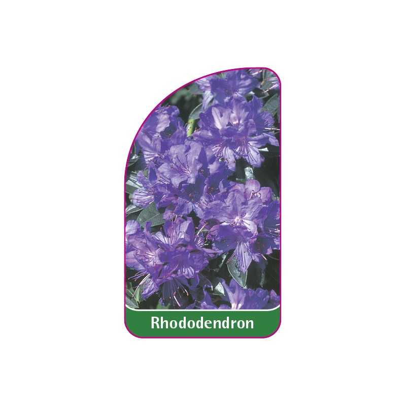 rhododendron1