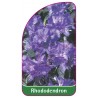 rhododendron1