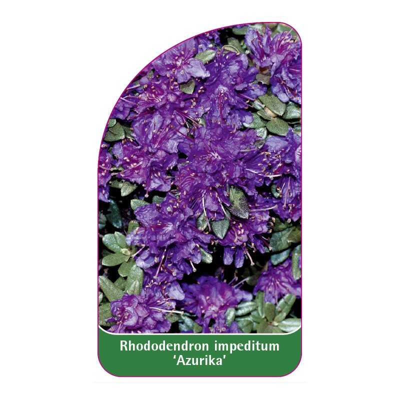 rhododendron-impeditum-azurika-standard1