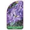 rhododendron-impeditum-blaubart-1