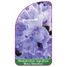 rhododendron-impeditum-blaue-mauritius-1