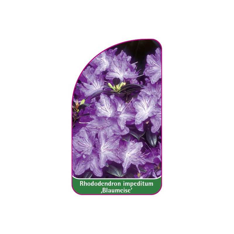 rhododendron-impeditum-blaumeise-1