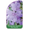 rhododendron-impeditum-blue-diamond-1