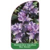 rhododendron-impeditum-blue-wonder-1