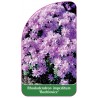 rhododendron-impeditum-buchlovice-standard1