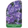 rhododendron-impeditum-lauretta-standard1