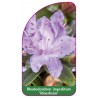 rhododendron-impeditum-moerheim-1