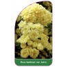 rosa-banksiae-var-lutea1