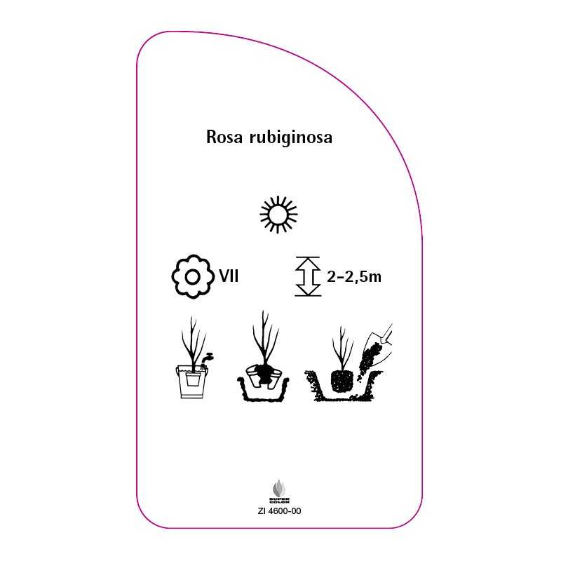 rosa-rubiginosa0