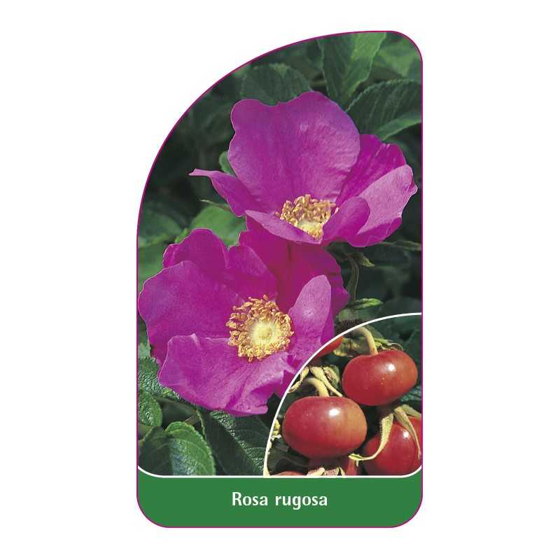 rosa-rugosa1