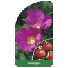 rosa-rugosa1