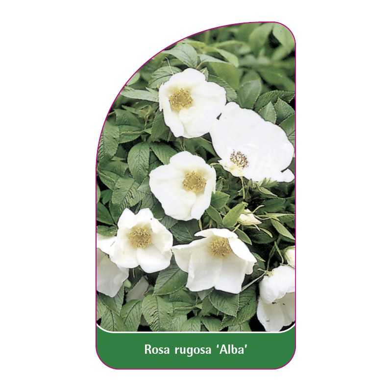 rosa-rugosa-alba-1