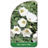 rosa-rugosa-alba-1