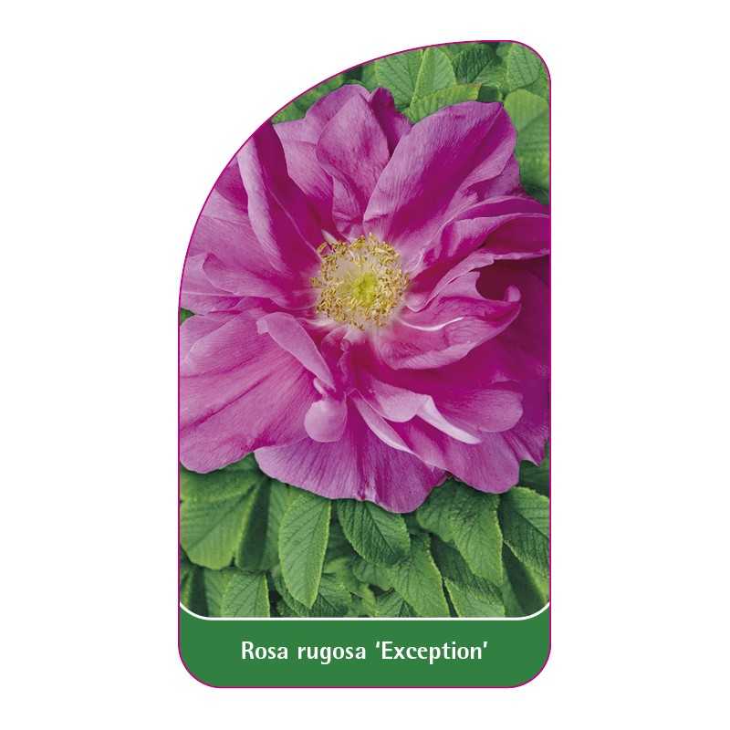 rosa-rugosa-exception-1