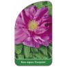 rosa-rugosa-exception-1