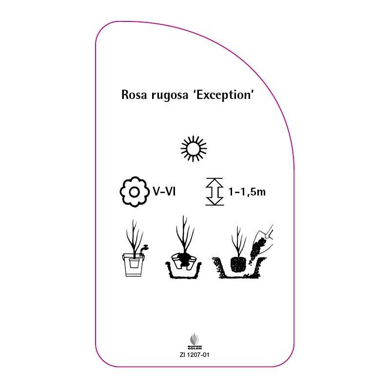 rosa-rugosa-exception-0