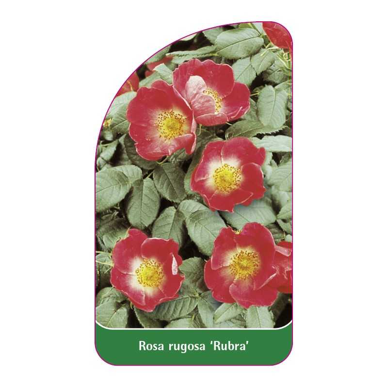 rosa-rugosa-rubra-1