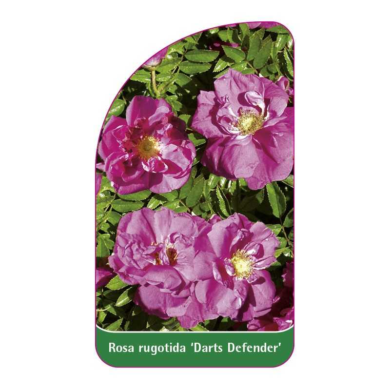 rosa-rugotida-darts-defender-1