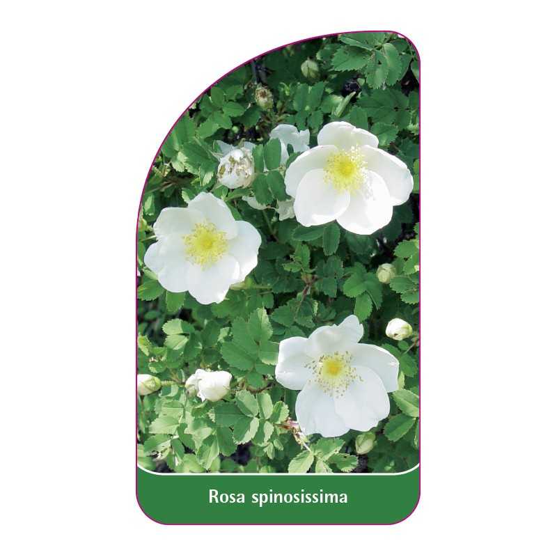 rosa-spinosissima1