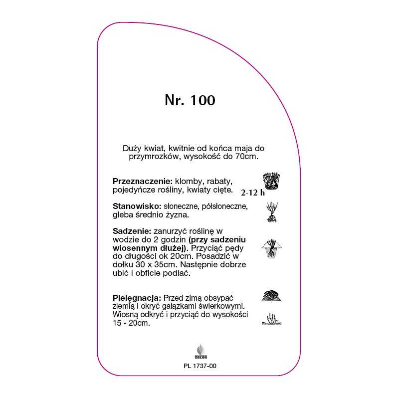 roza-rabatowa-100-a0