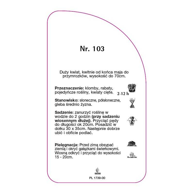 roza-rabatowa-103-a-standard0