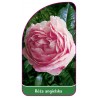 roza-angielska-5031