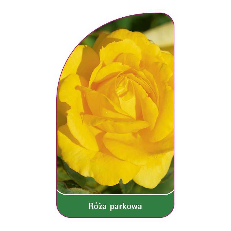 roza-parkowa-400-standard-b1