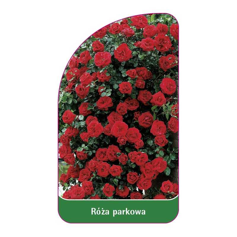 roza-parkowa-408-standard1