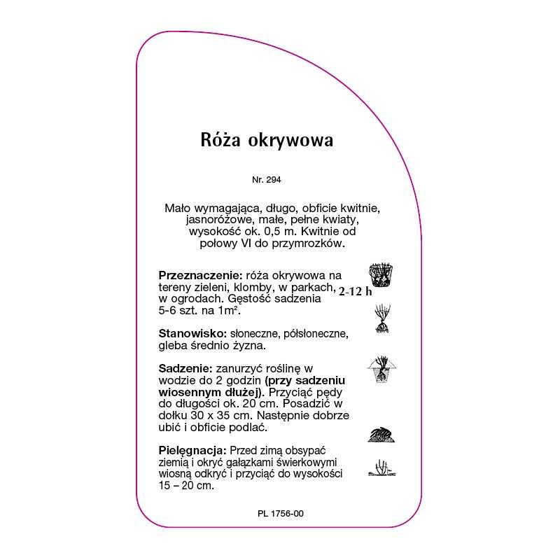 roza-okrywowa-2940