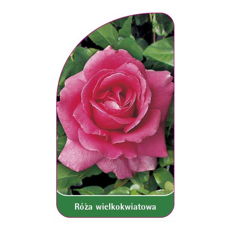 roza-wielkokwiatowa-201-standard1