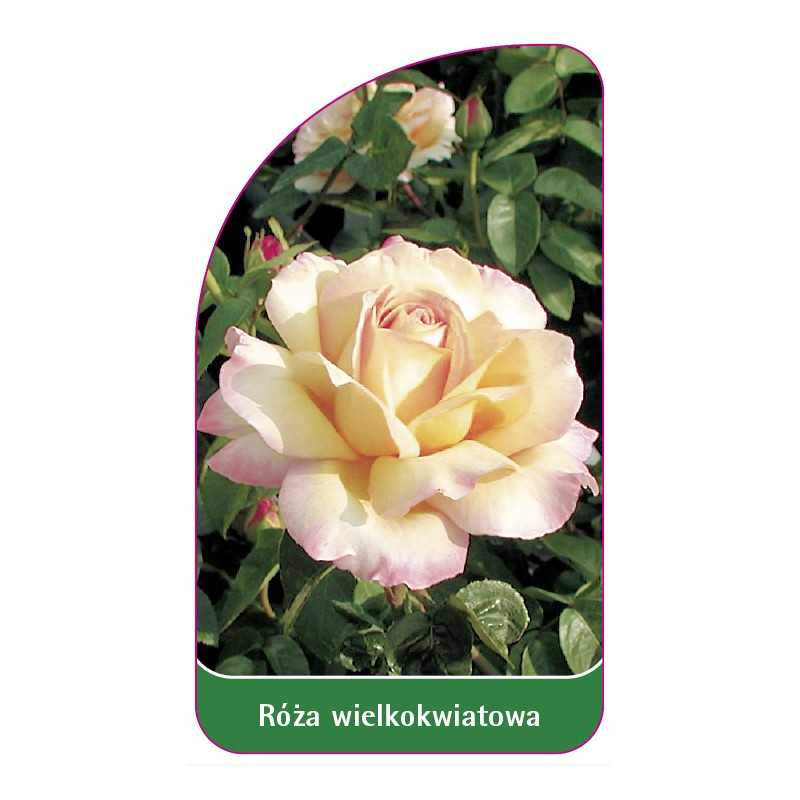 roza-wielkokwiatowa-213-standard1