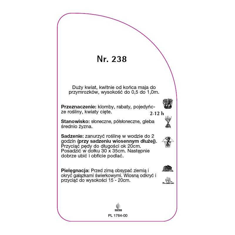 roza-wielkokwiatowa-238-standard0